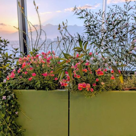 פריחה במרפסת בשקיעה צילום תקריב של פרחים ורודים וכתומים עדינים באדנית מרפסת על רקע שמיים בשקיעה.